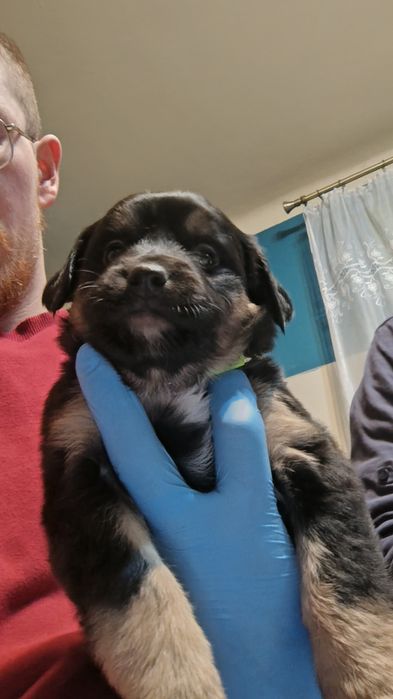 Szczeniaki do wydania