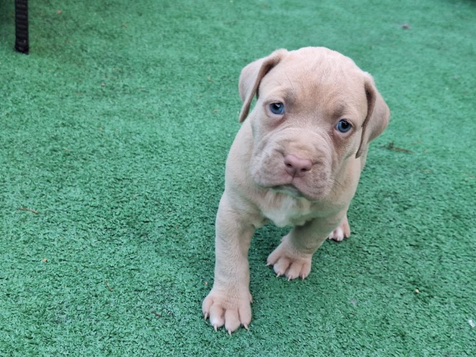 American bully XL suczka  z dokumentami