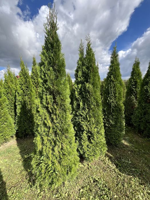 Tuje Szmaragd 100-220 cm