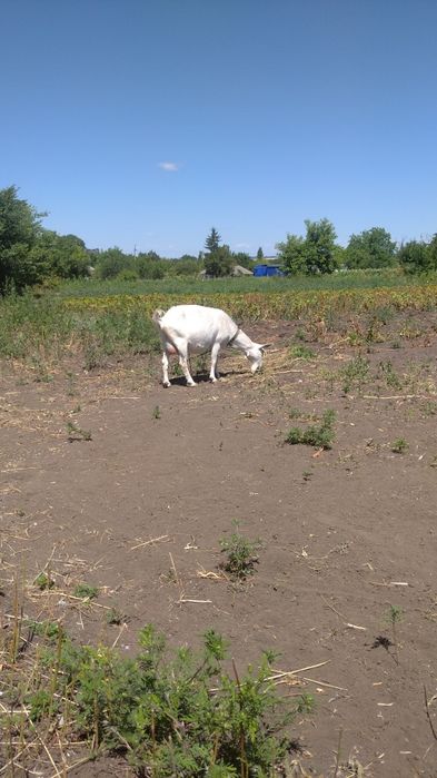 Козел Зааненський без документів. Продамо на плем'я.