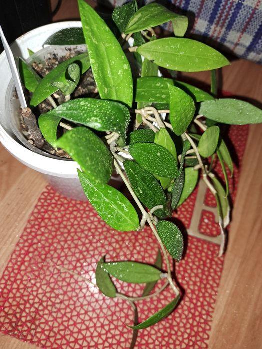 Хойя Грацилис.  Gracilis. Всё растение.
