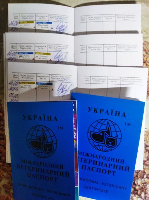 Детки пупсики чихуахуа.