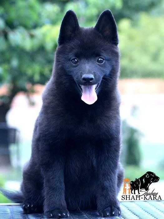 Шипперке хлопчик (розплідник)