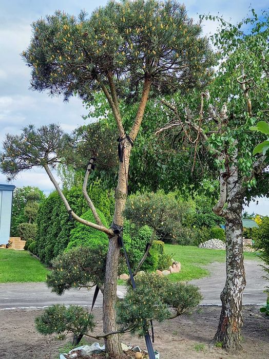 Sosna formowana Bonsai-WYPRZEDAŻ