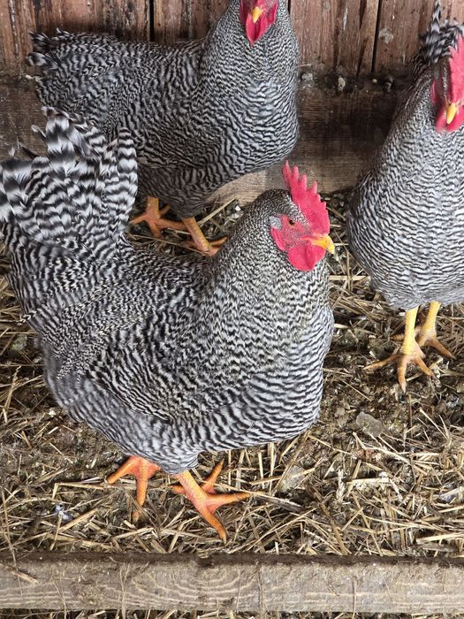 Kogury Amrock jaja lęgowe