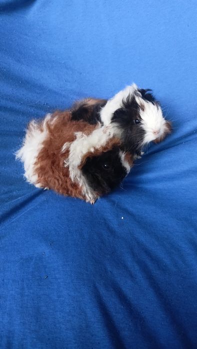 Питомник морские свинки