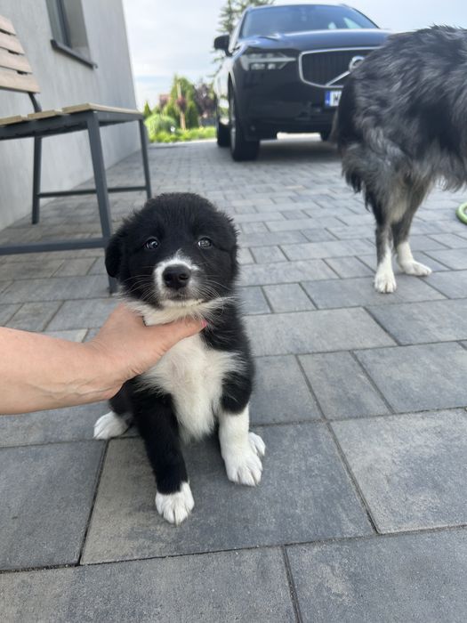 Border Collie Suczka