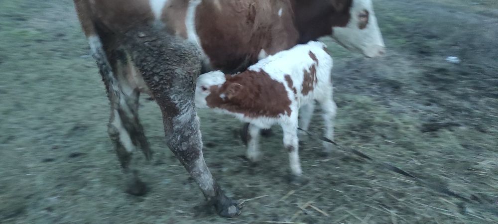 Продам тёлочку 1 месец на хохяйство