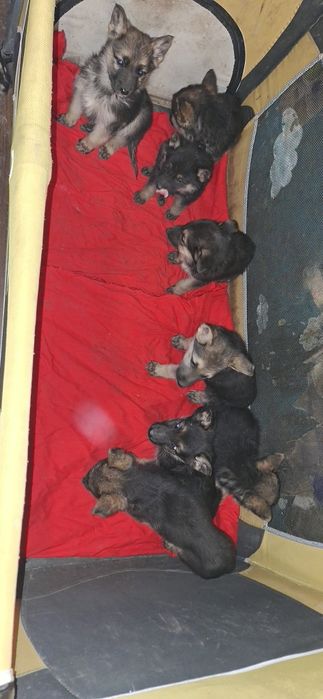 Продам щенков Восточно Европейской Овчарка