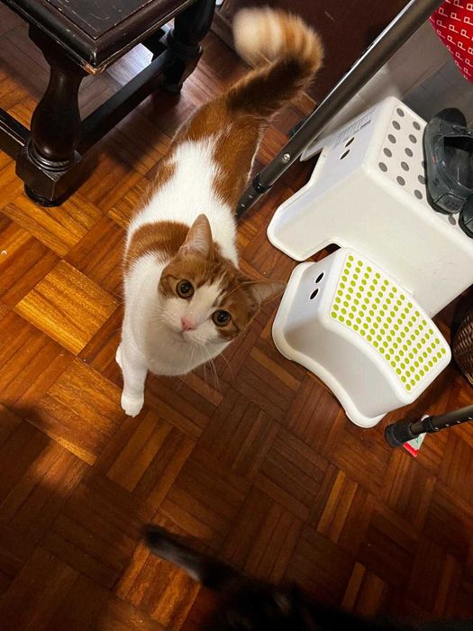 Gata e gato para adocao consciente