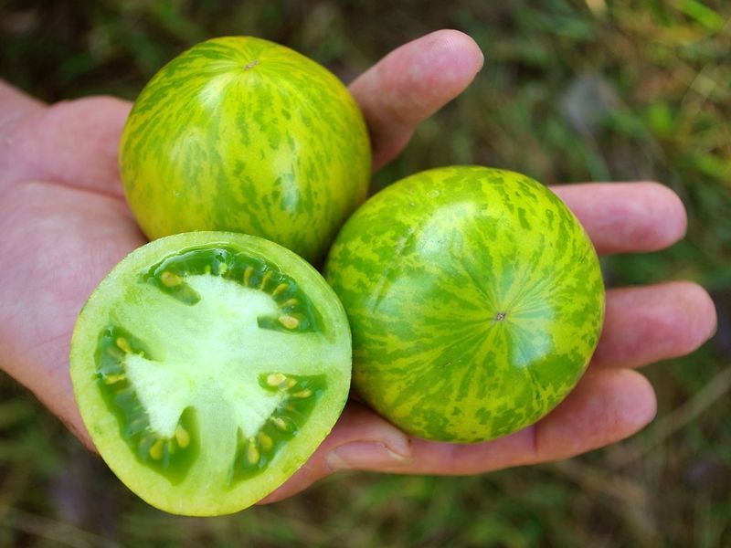 10 Sementes de tomate Green Zebra - rara