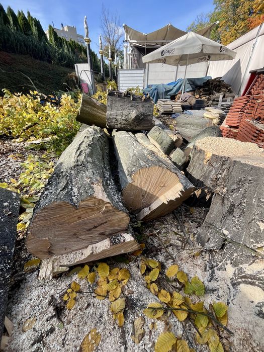 Alpinistyczna Wycinka Drzew