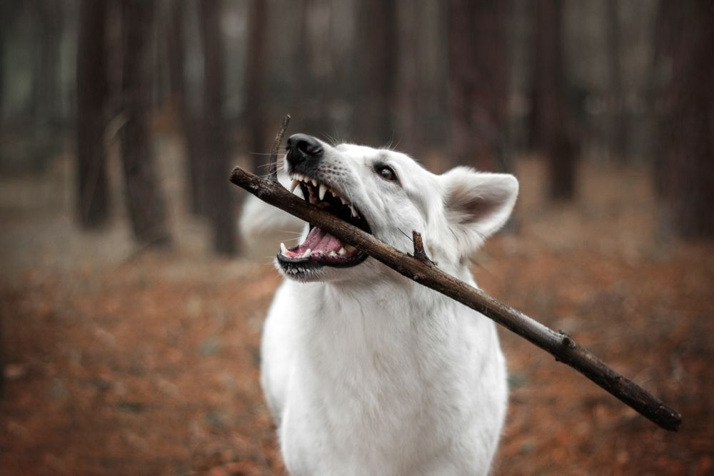 Цуценята БШВ/БШО, Біла швейцарська вівчарка/Белая Швейцарская овчарка