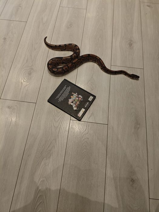 Pyton królewski około 130 cm łagodny