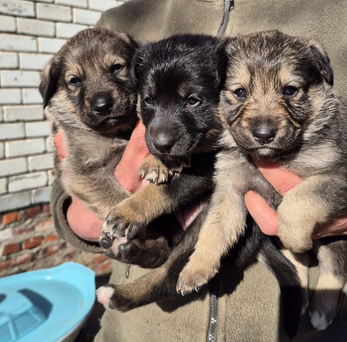 Цуценята у добрі ручки