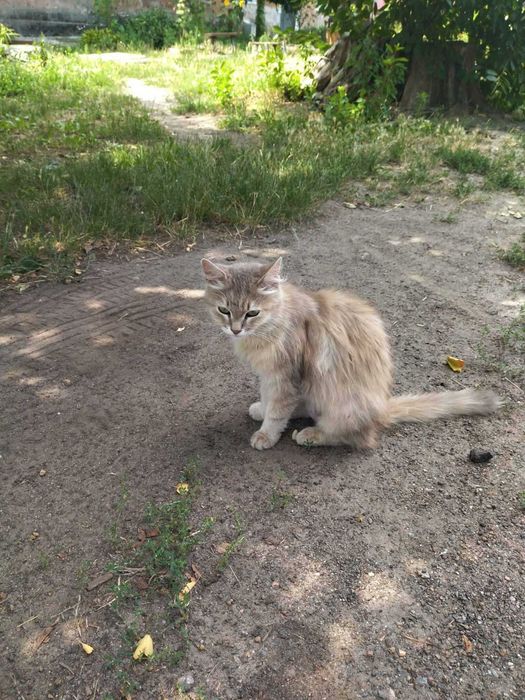 Кошенята шукають дім!