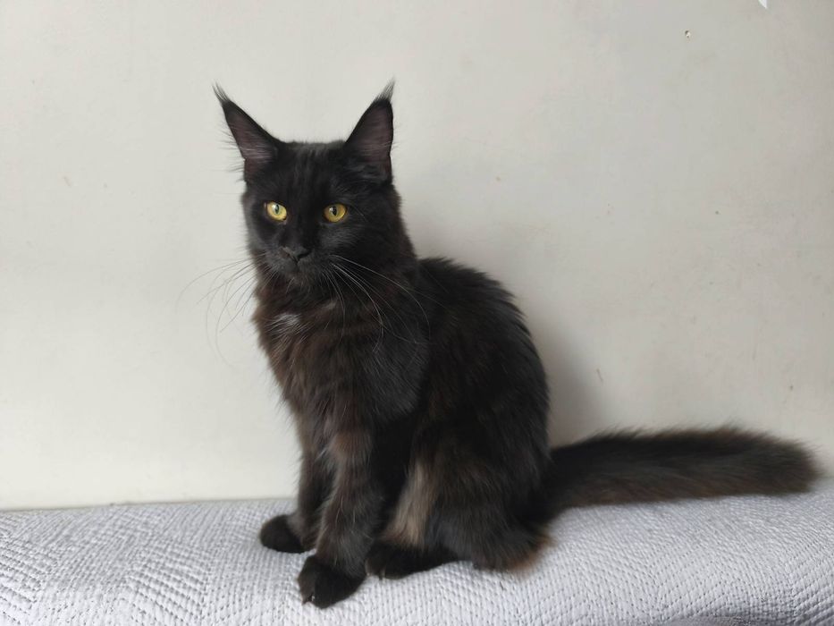 Gracja z de Sueno*PL kotka Czarna Maine Coon FPL
