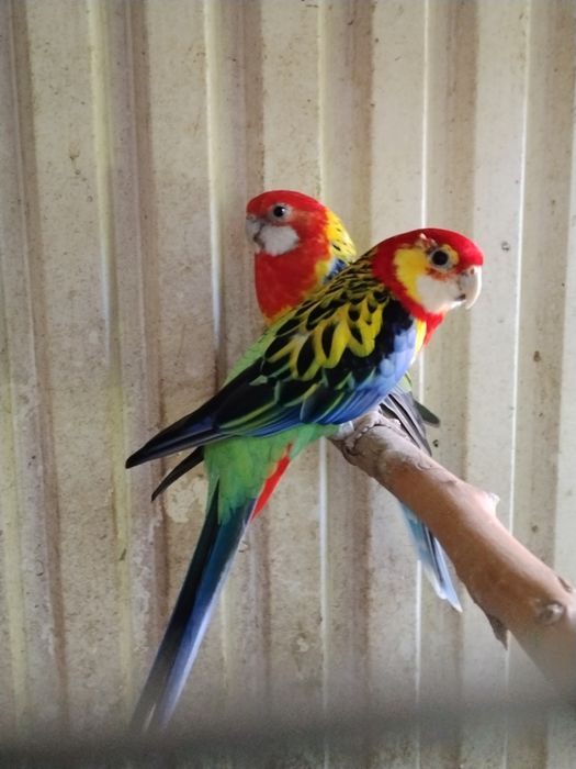 Roselas Caturras Ring Necks