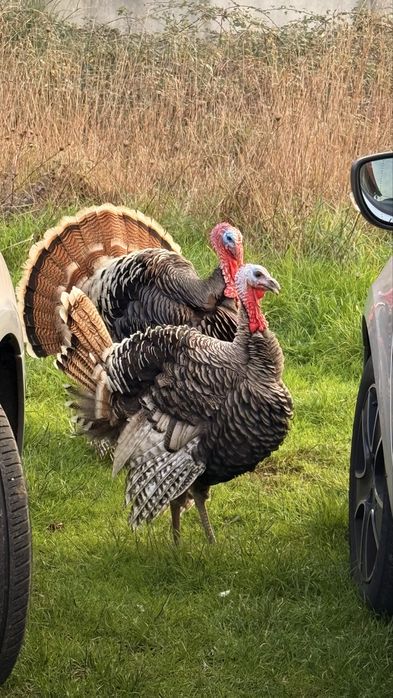 Perus 2 machos adultos