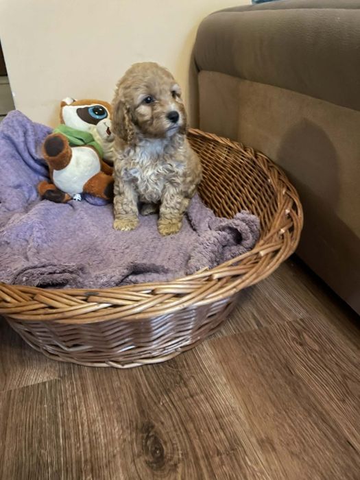 Spaniel -Pudel-Cockapoo