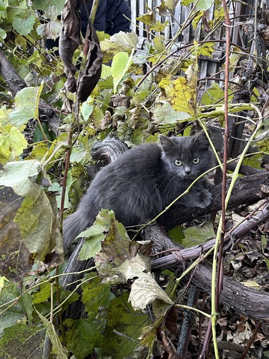 Котеня сіреньке пухнасте