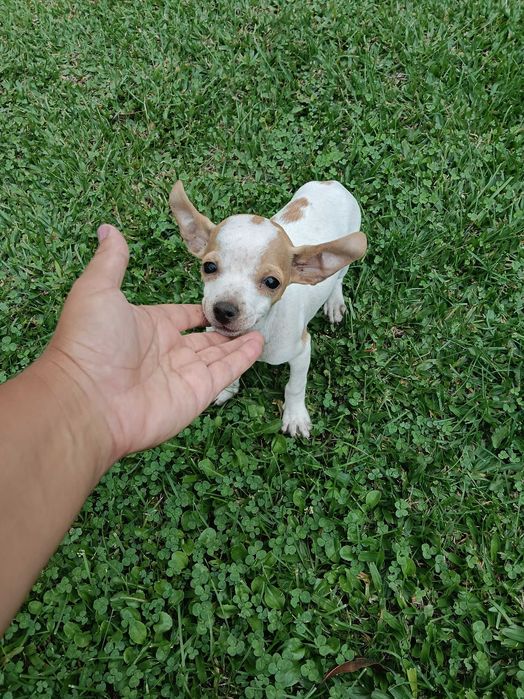 Pinscher fêmea linda