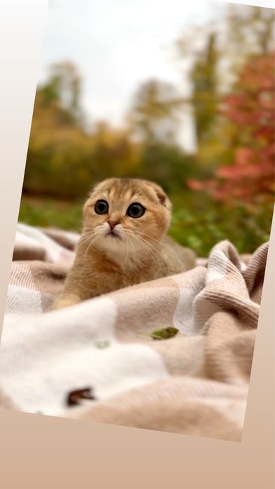 Котики гарненькі золота шиншила висловушки