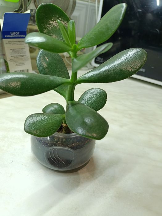 Денежное дерево, толстянка