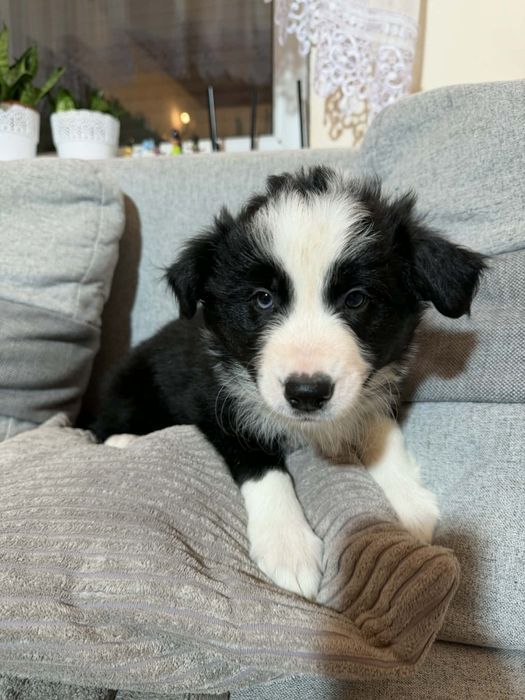 Border collie szczeniak, czarno- biały