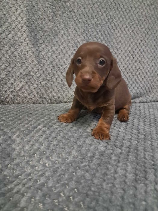 Jamniczki czekoladowe