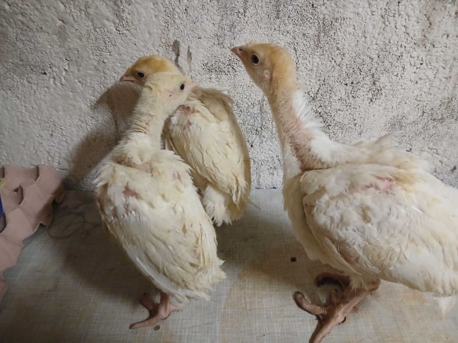 Jaja indycze jaja indycze