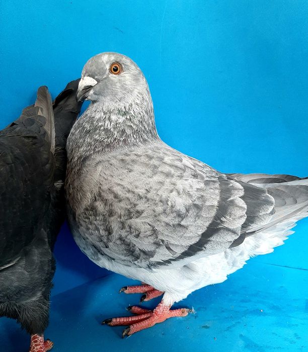 Giant Homer - Casal de pombos