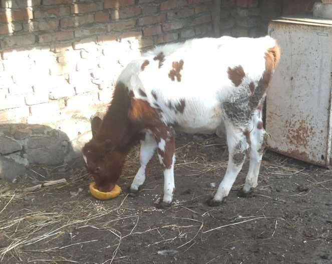 Теличка на утримання