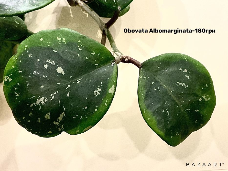 Хойя срез сорта