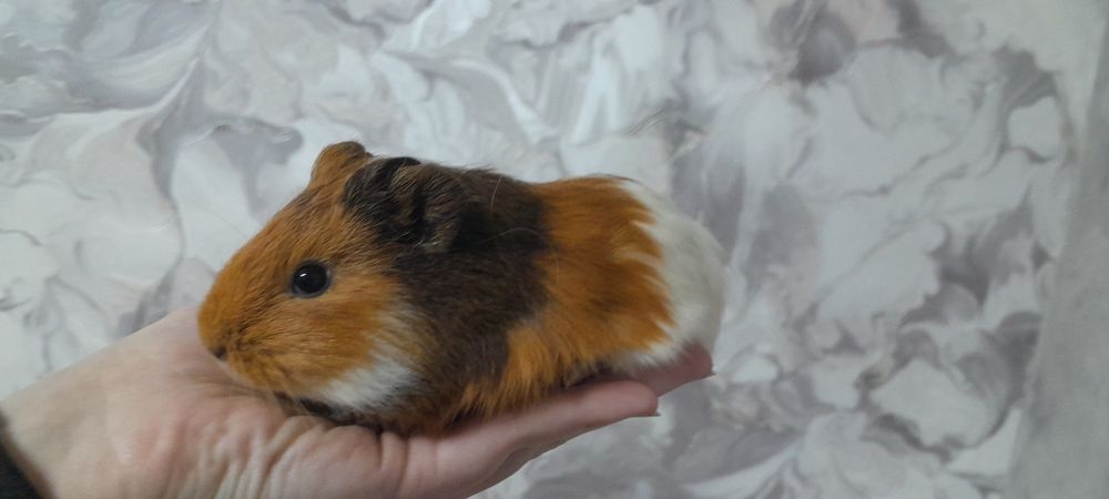 Дві морські свинки