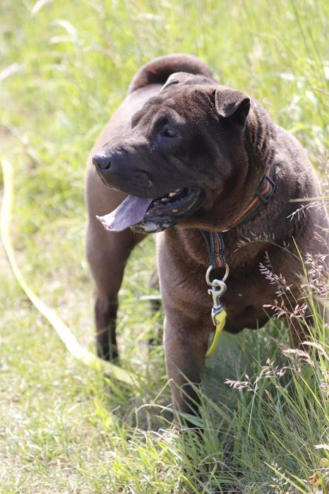 shar-pei suczka szuka domu