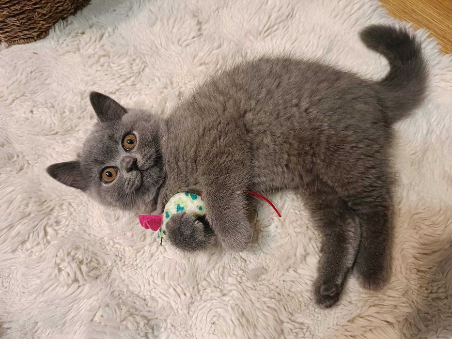 Kotek brytyjski krótkowłosy niebieski