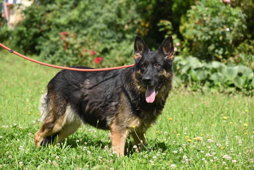 Luba - suczka do adopcji