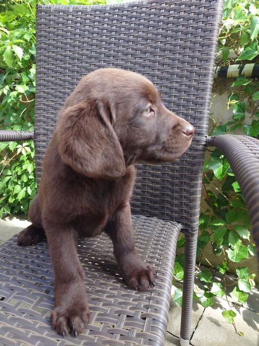 Labrador retriever