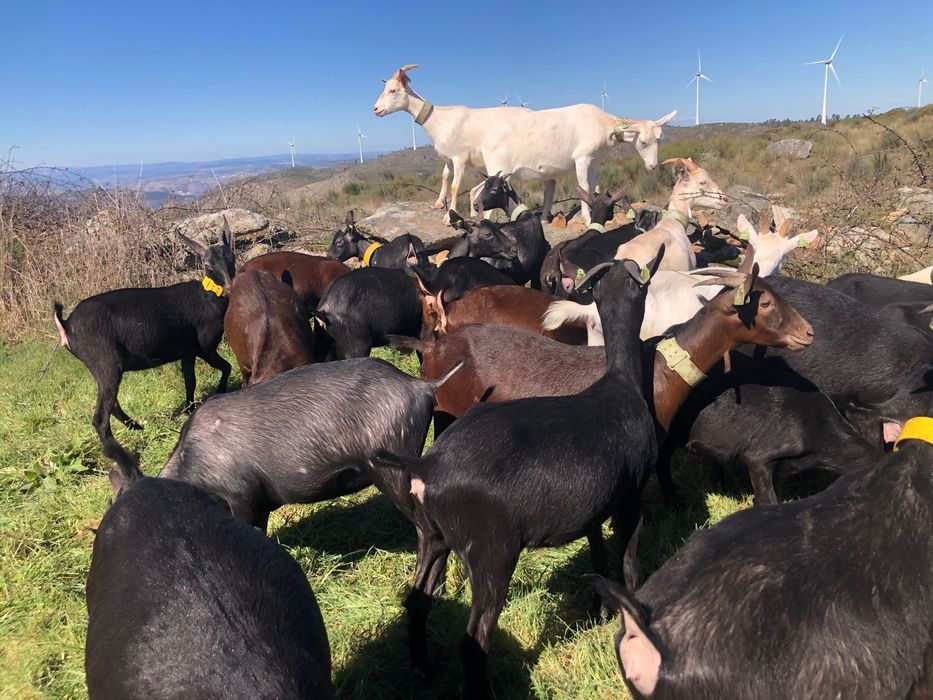 Rebanho de cabras murcianas