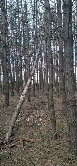 Sprzedam drzewo sosnowe opałowe