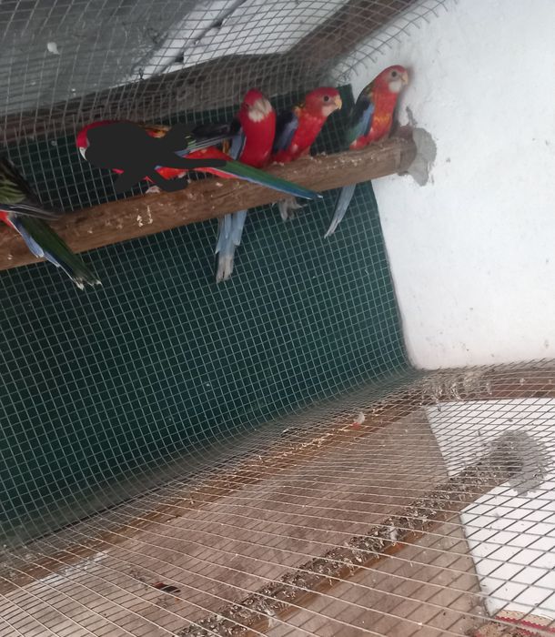 Disponiveis Roselas Eximius