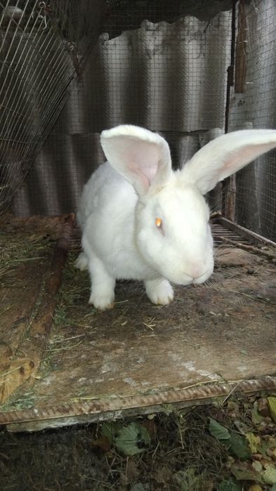 Кролик  молодий.