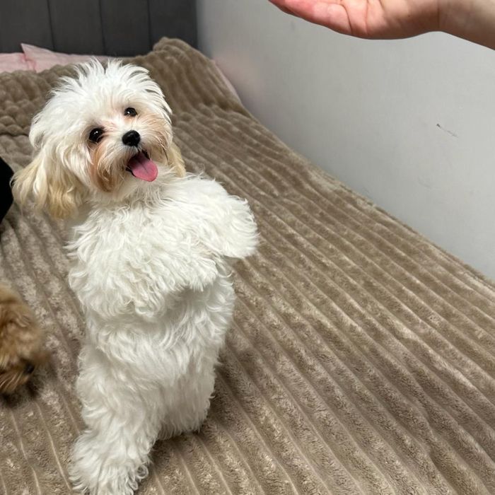 Мальтипу F1 міні