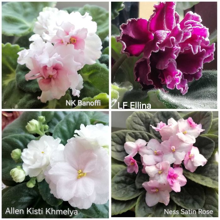 Fiołek afrykański odmianowy, listki