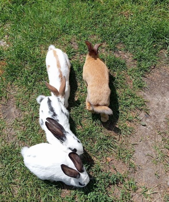 Кролі молоді домашні