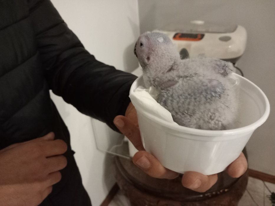 Papagaio cinzento