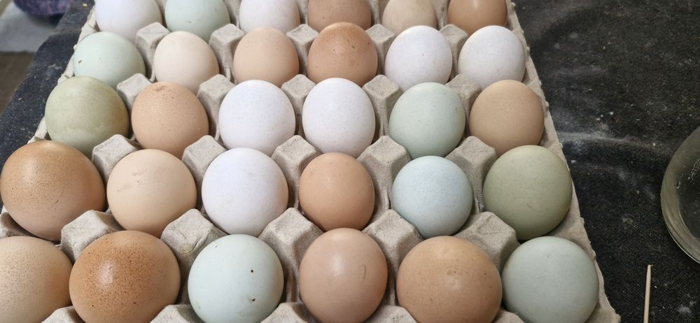 Ovos Gourmet de galinhas criadas ao ar livre Biológicas