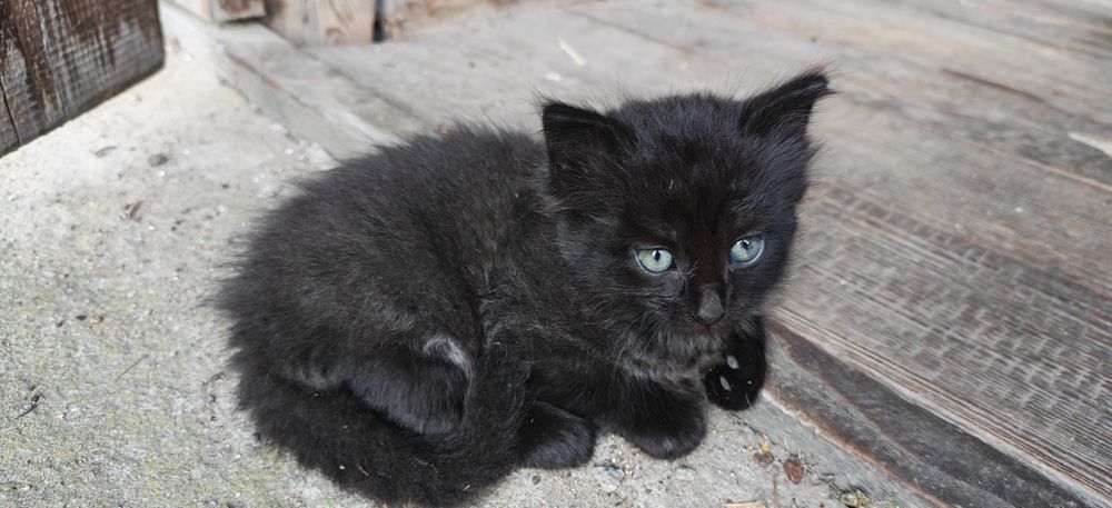 Kocięta do oddania  adopcji aktualne