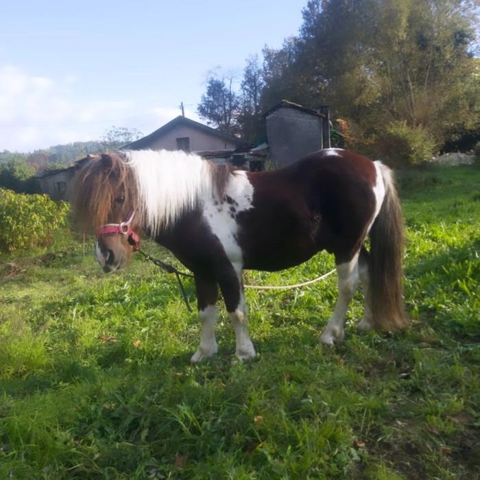 Pônei 8 anos Montado e Engatado MANSO